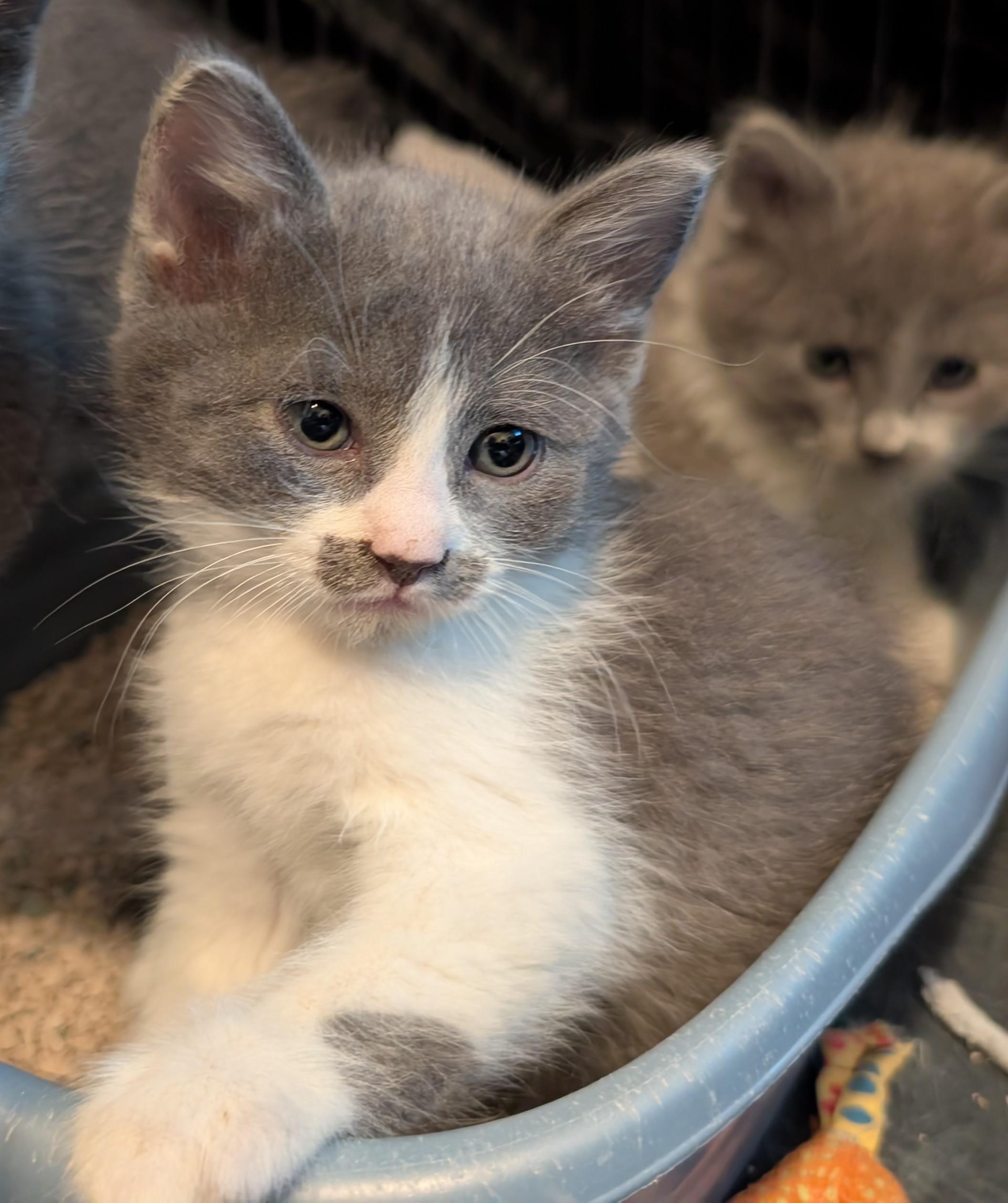 Enlarge Ron Swanson, an adopted mixed breed in Albuquerque, NM image 4/6