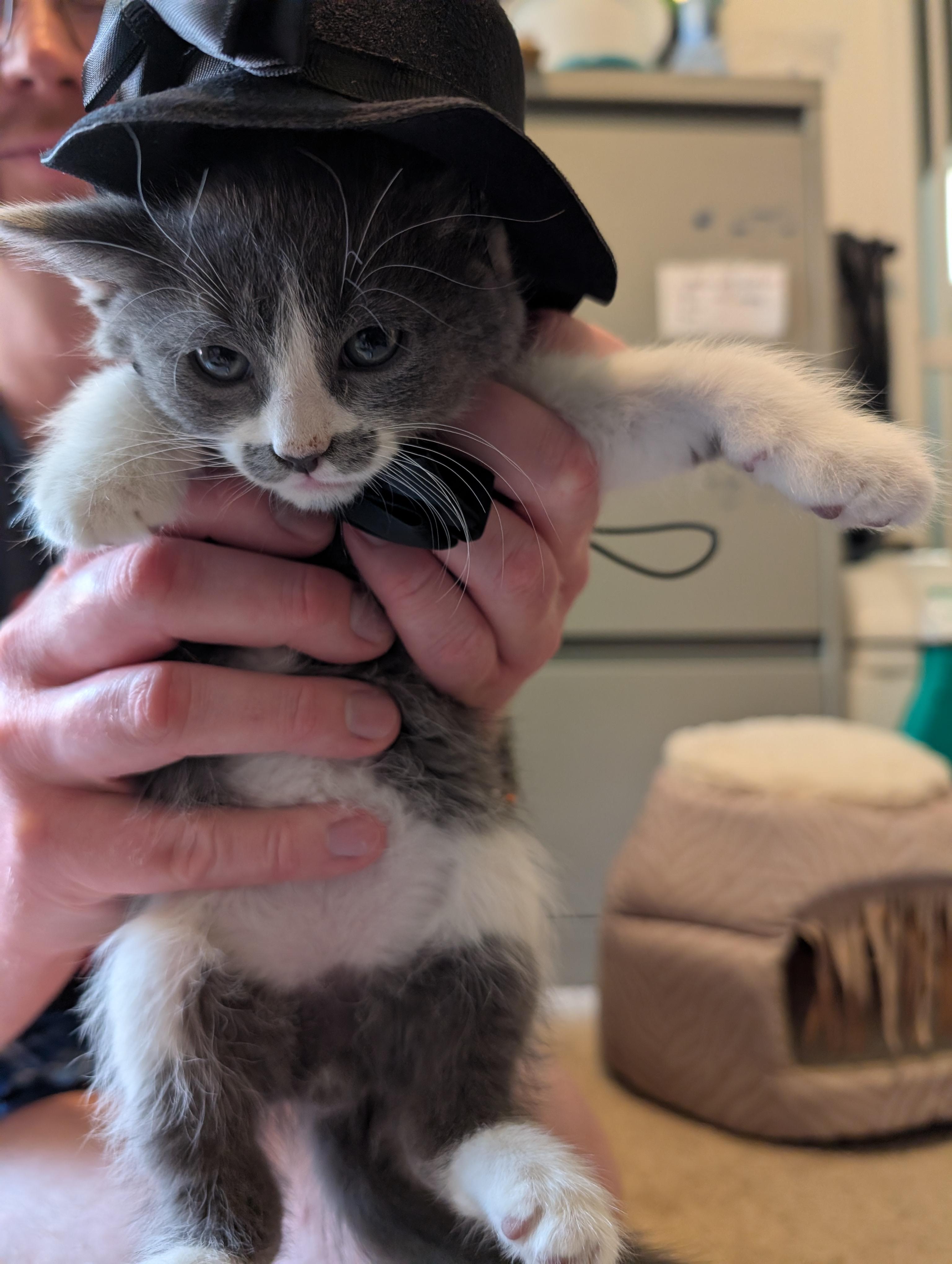 Enlarge Ron Swanson, an adopted mixed breed in Albuquerque, NM image 3/6