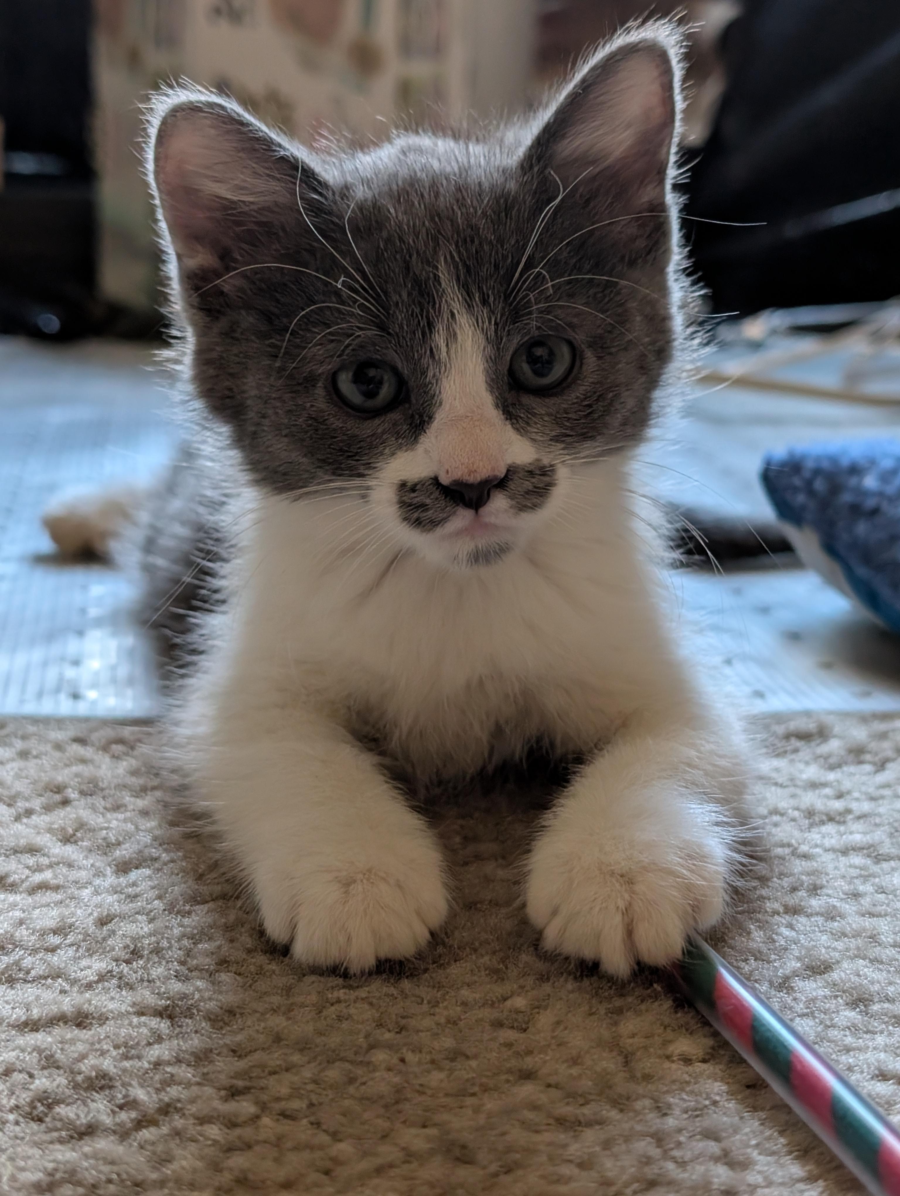 Ron Swanson, adopted, Kitten Male Domestic Medium Hair.
