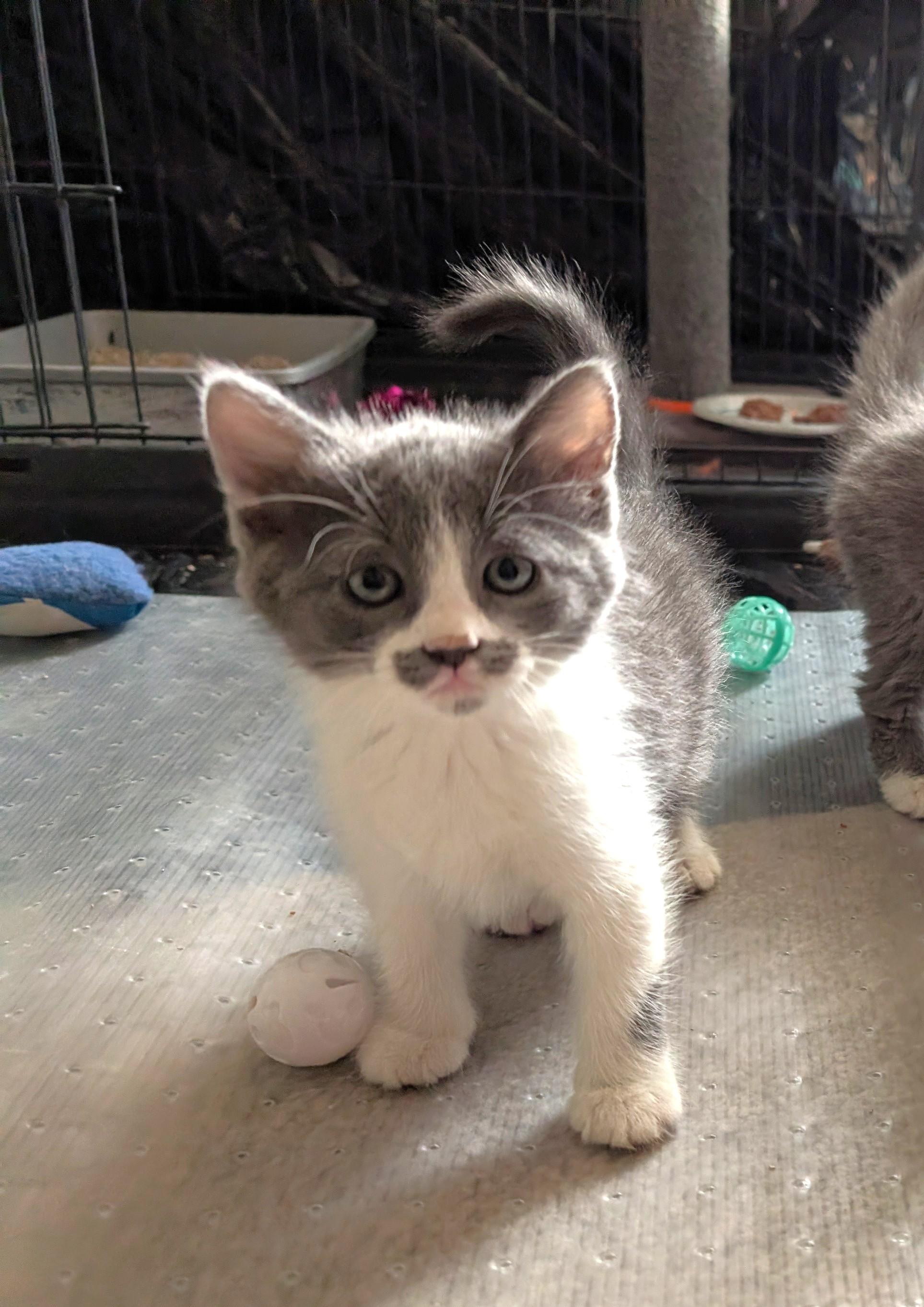 Enlarge Ron Swanson, an adopted mixed breed in Albuquerque, NM image 2/6