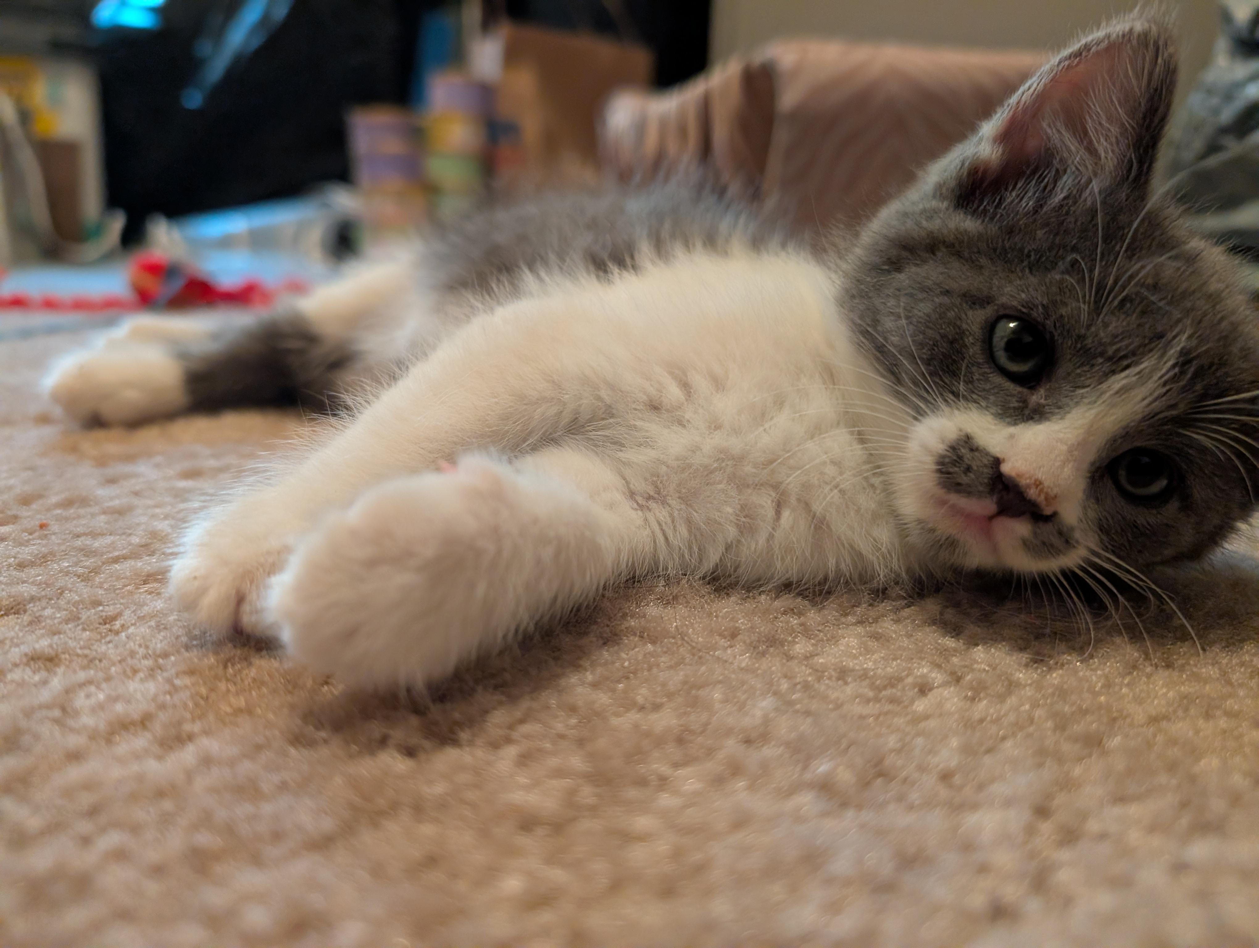 Enlarge Ron Swanson, an adopted mixed breed in Albuquerque, NM image 5/6