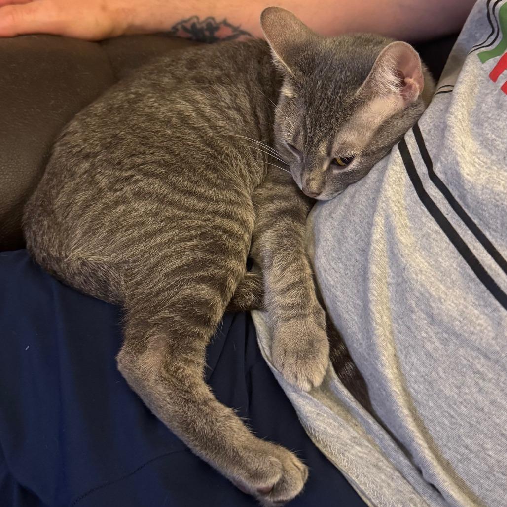 Enlarge Cryptid-C, a Adoptable Domestic Short Hair in East Saint Louis, IL image 2/6