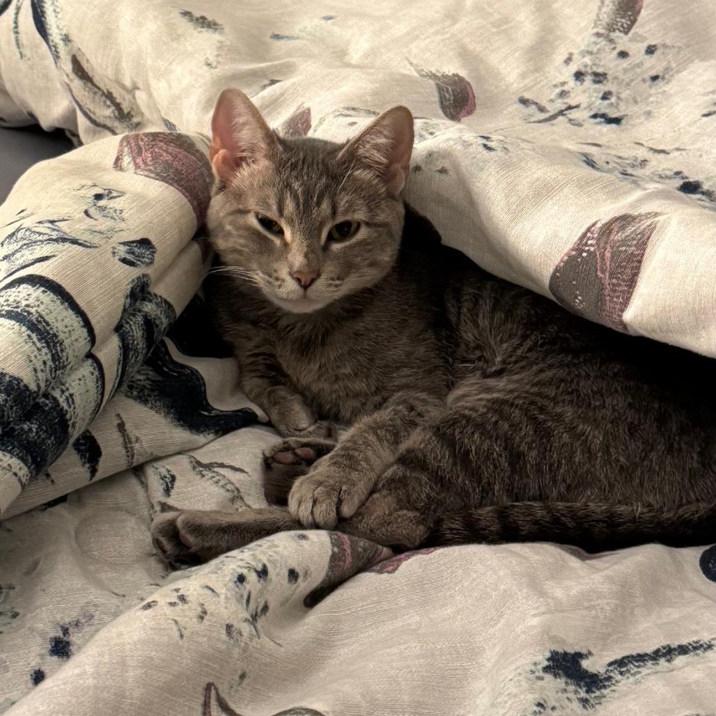 Enlarge Cryptid-C, a Adoptable Domestic Short Hair in East Saint Louis, IL image 2/6