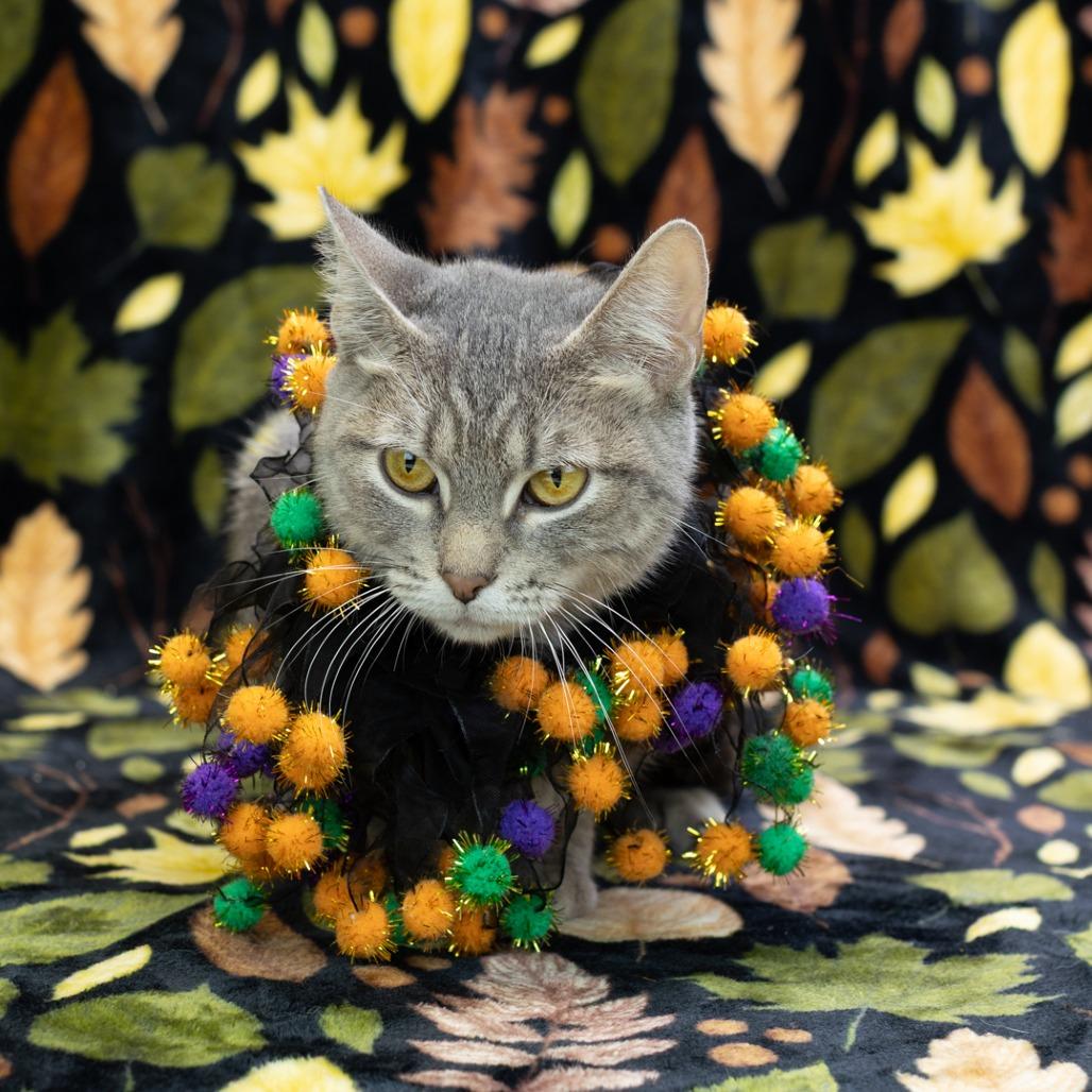 Enlarge Cryptid-C, a Adoptable Domestic Short Hair in East Saint Louis, IL image 2/6