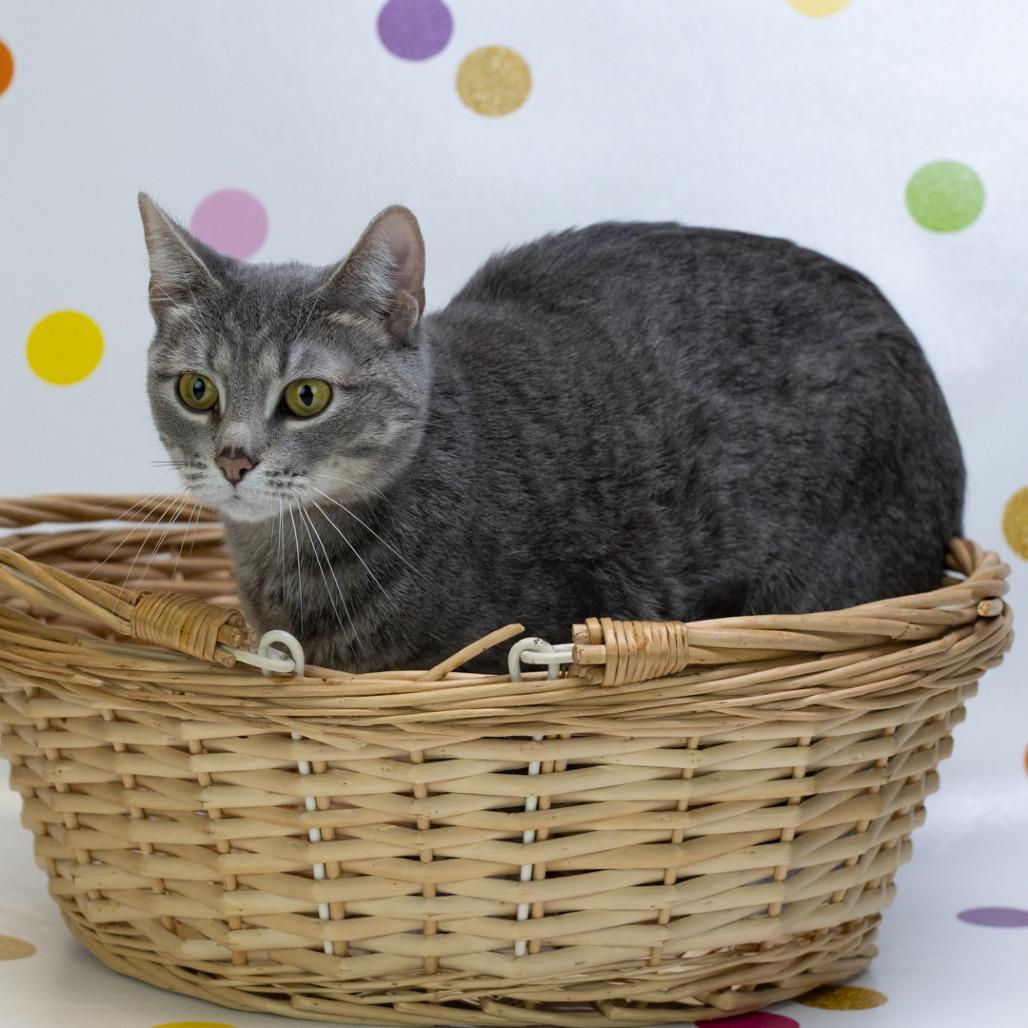 Enlarge Cryptid-C, a Adoptable Domestic Short Hair in East Saint Louis, IL image 3/6