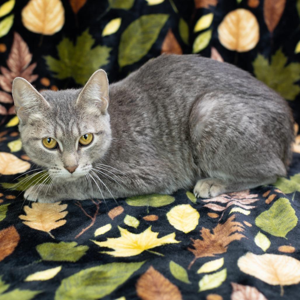Enlarge Cryptid-C, a Adoptable Domestic Short Hair in East Saint Louis, IL image 3/6