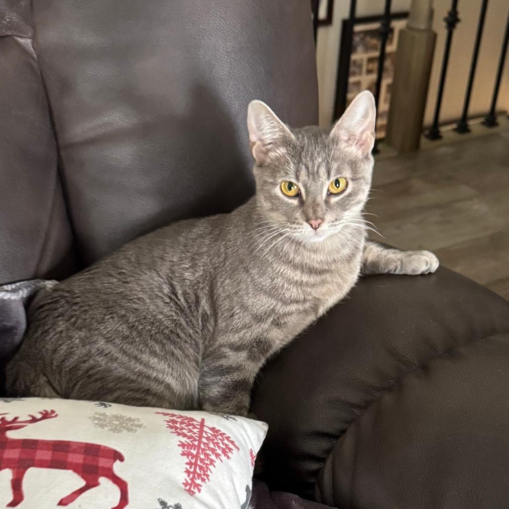 Enlarge Cryptid-C, a Adoptable Domestic Short Hair in East Saint Louis, IL image 4/6