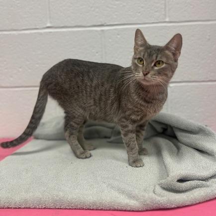 Enlarge Cryptid-C, a Adoptable Domestic Short Hair in East Saint Louis, IL image 5/6