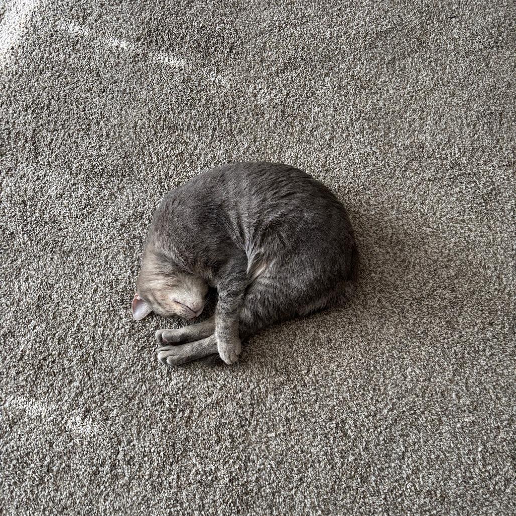 Enlarge Cryptid-C, a Adoptable Domestic Short Hair in East Saint Louis, IL image 5/6