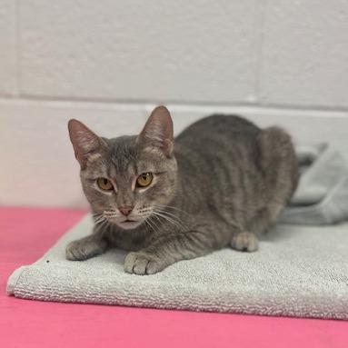 Enlarge Cryptid-C, a Adoptable Domestic Short Hair in East Saint Louis, IL image 5/6