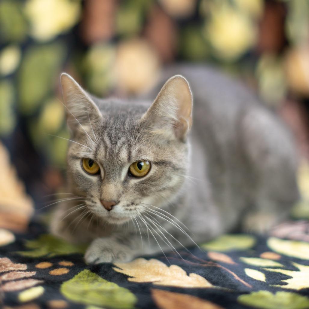 Enlarge Cryptid-C, a Adoptable Domestic Short Hair in East Saint Louis, IL image 6/6