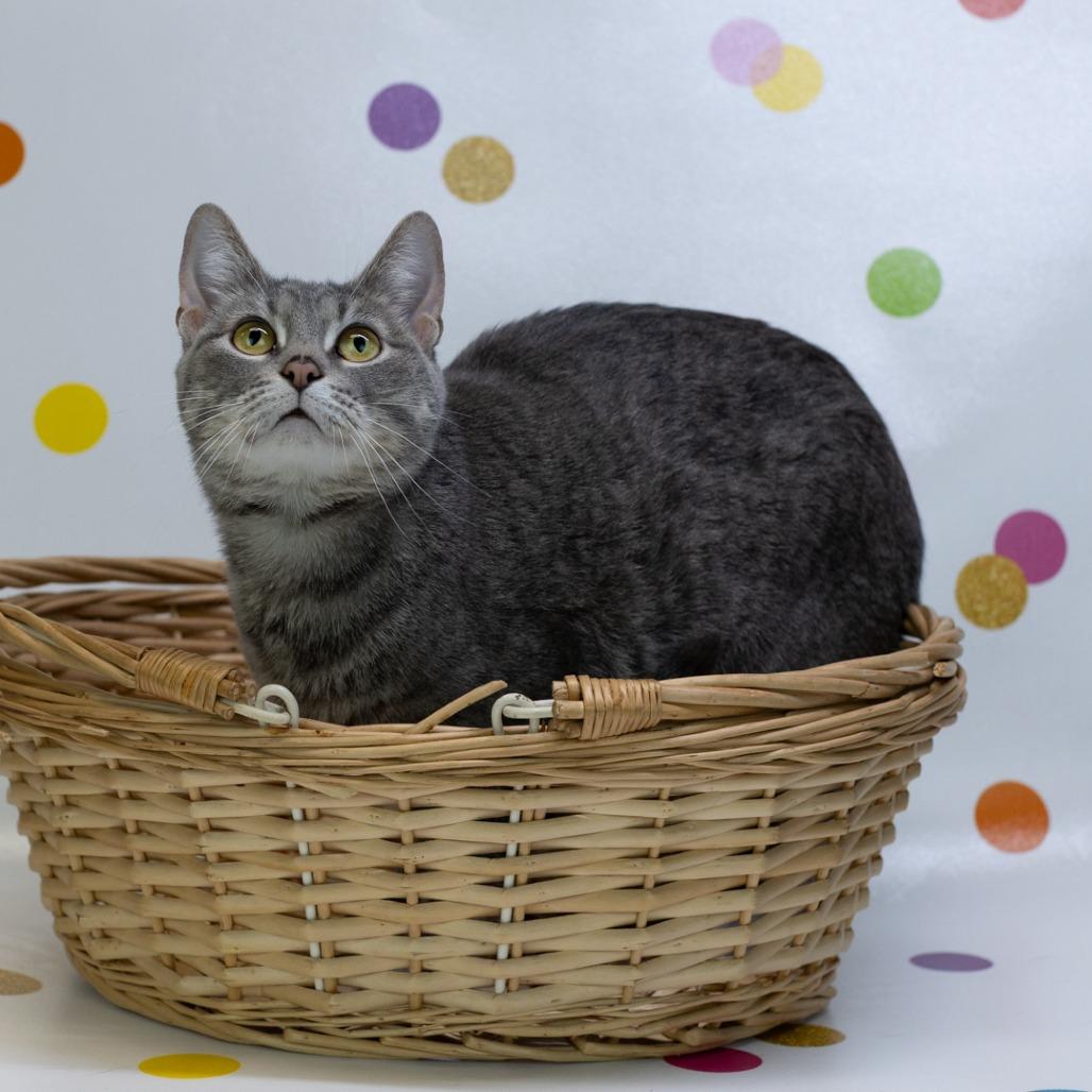 Enlarge Cryptid-C, a Adoptable Domestic Short Hair in East Saint Louis, IL image 6/6