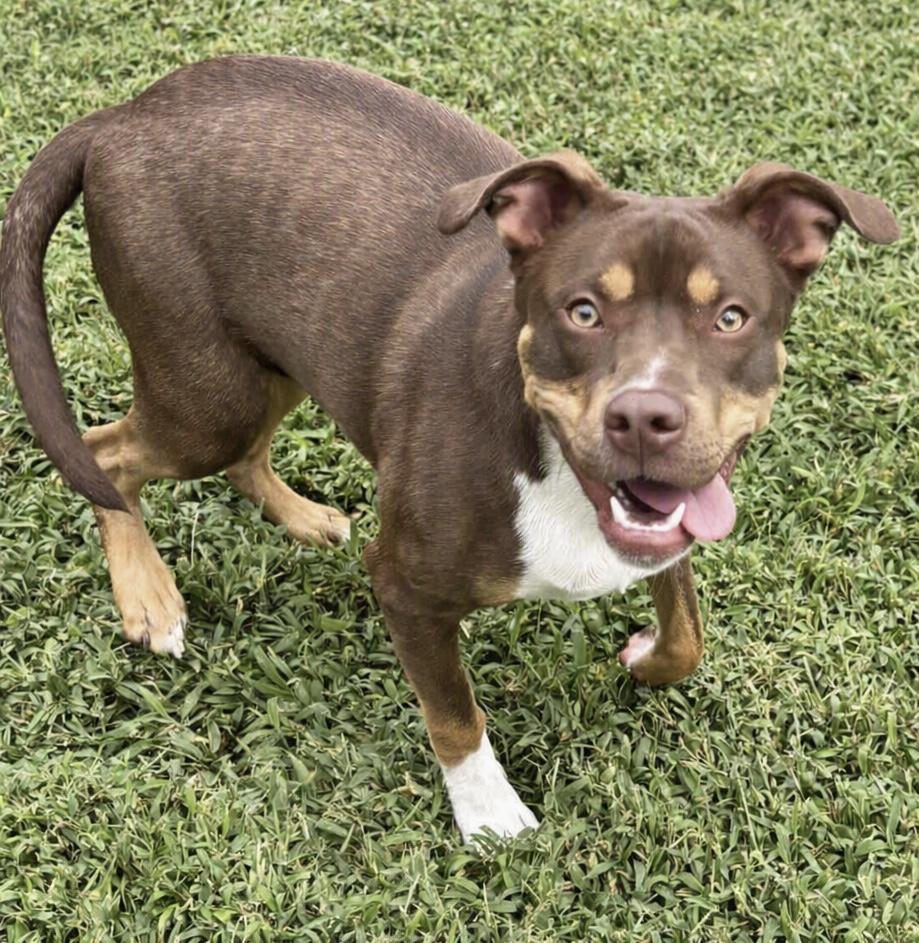 Enlarge Groot, a Adoptable Terrier in Waldorf, MD image 3/3