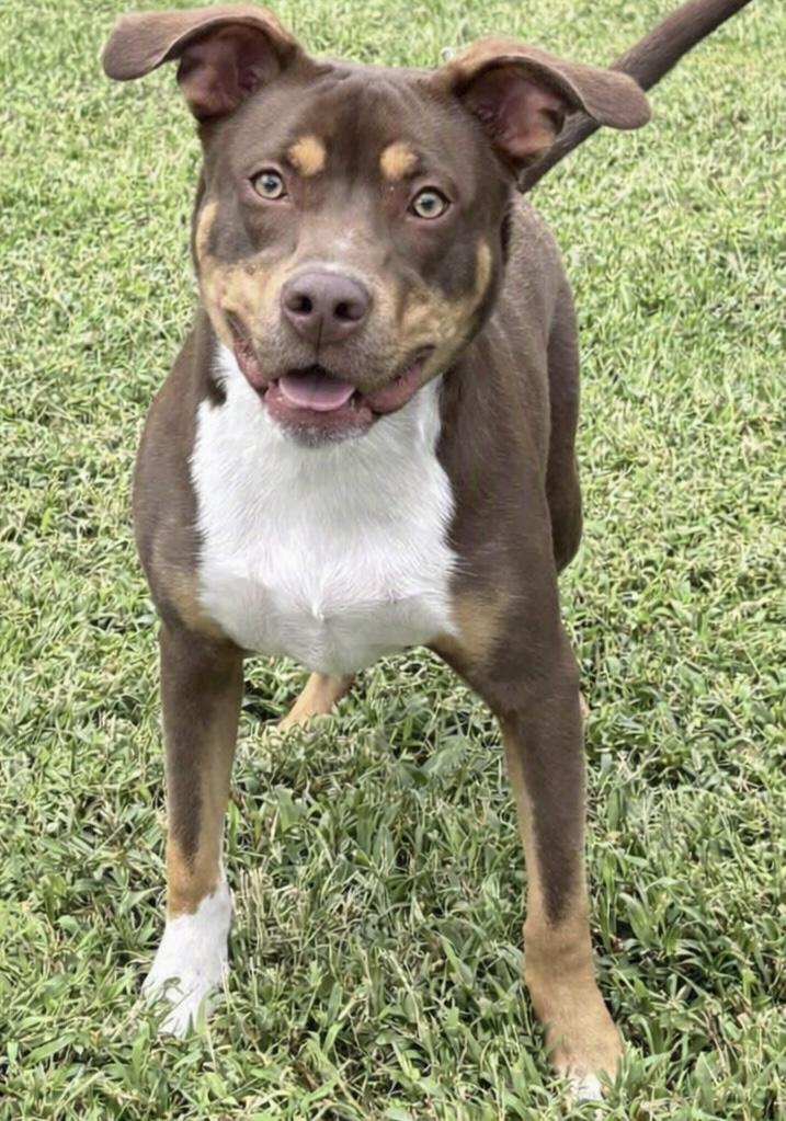 Groot, Adoptable, Young Male Terrier.