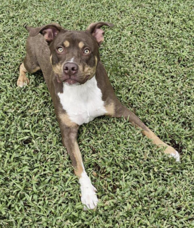 Enlarge Groot, a Adoptable Terrier in Waldorf, MD image 2/3