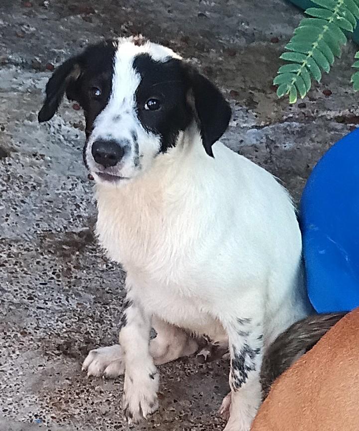 Enlarge Bently, a ADOPTABLE mixed breed in Mexia, TX image 1/1