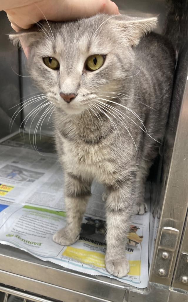 Xyla / AC 27527 E, Adoptable, Young Female Domestic Medium Hair.