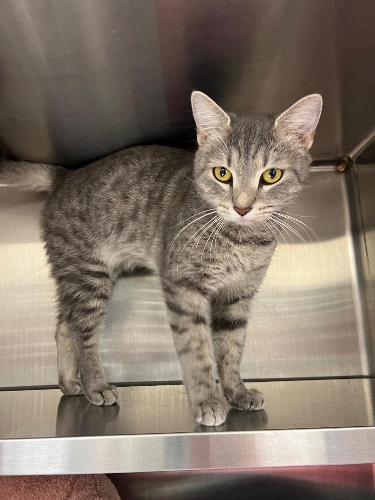 Enlarge Xyla / AC 27527 E, a Adoptable mixed breed in Greeneville, TN image 2/2