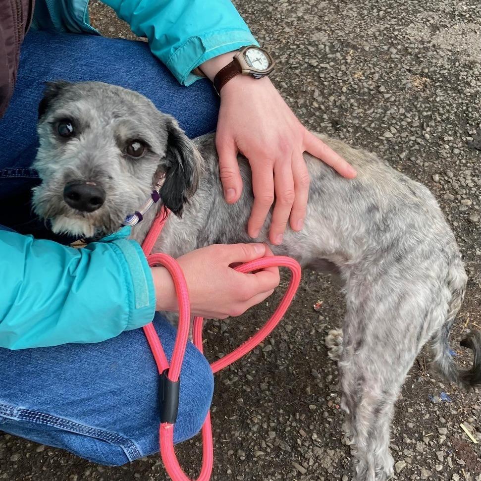 Enlarge Jabbar, a Adoptable mixed breed in Spokane, WA image 1/1