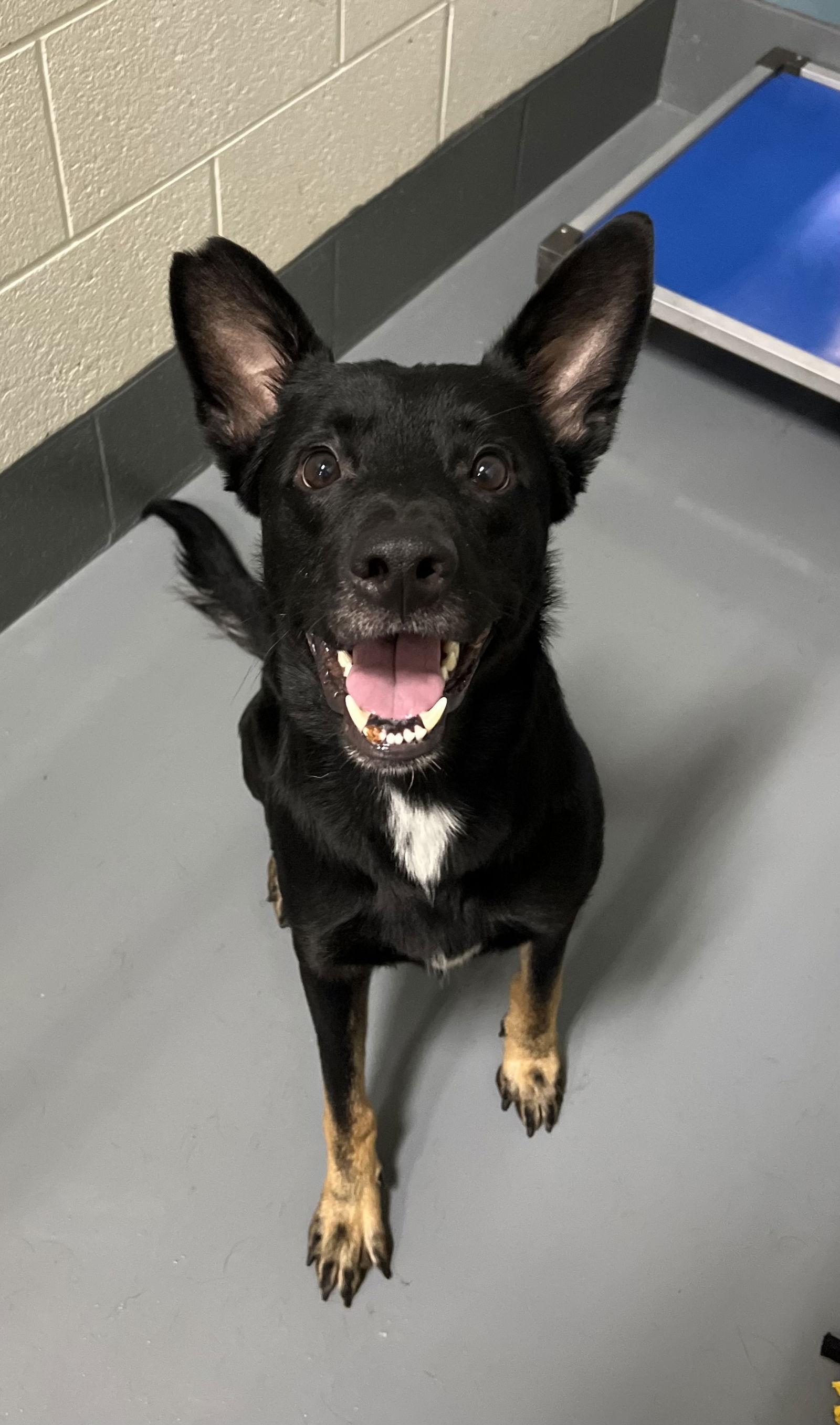BERT, Adoptable, Young Male German Shepherd Dog.