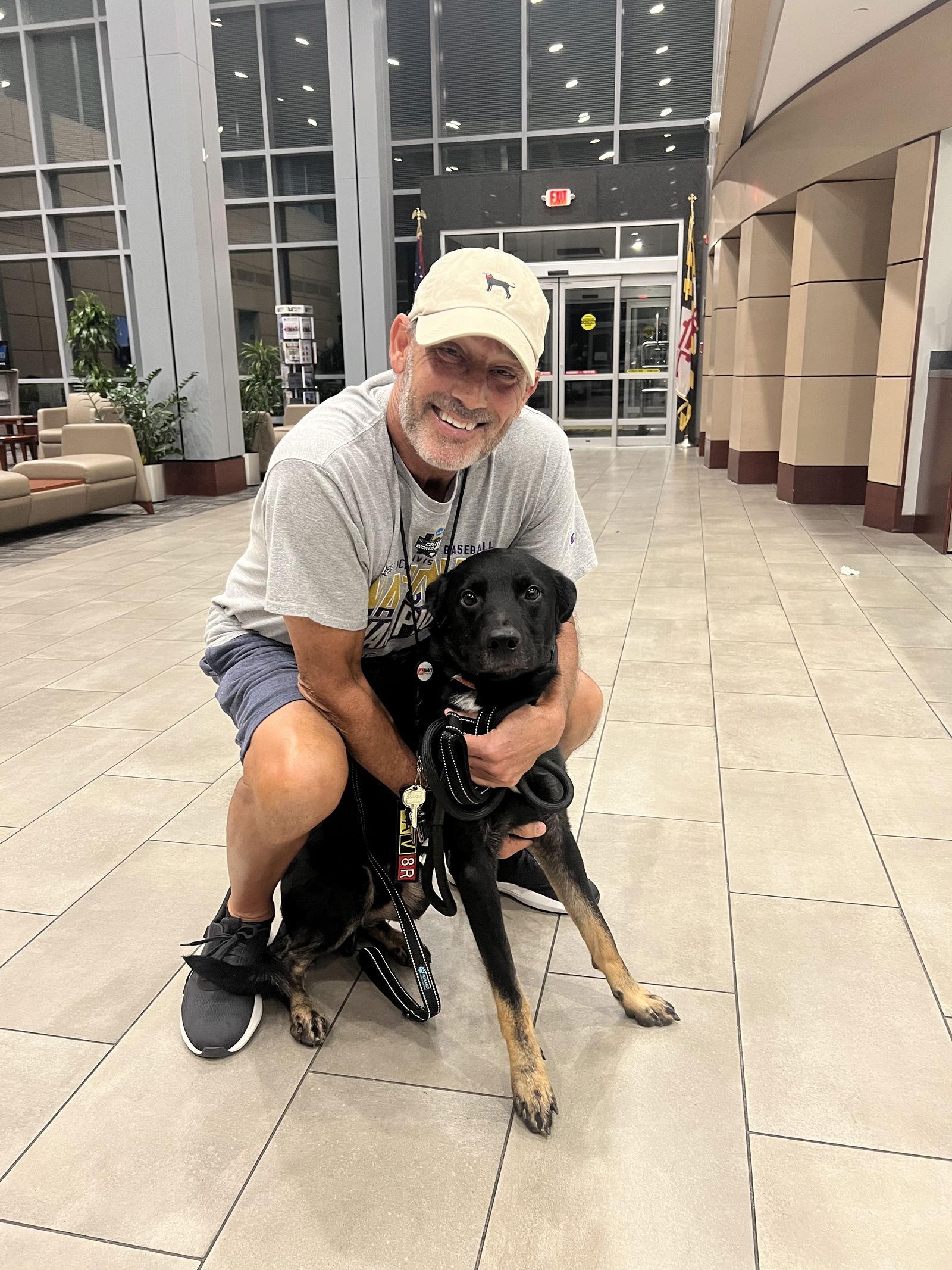 BERT, Adoptable, Young Male German Shepherd Dog.