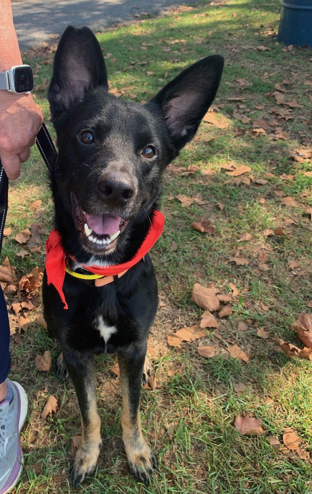 BERT, a Adoptable German Shepherd Dog in Baltimore, MD image 3/3