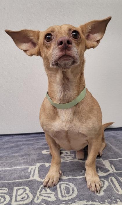 Enlarge Hopper, a Adoptable mixed breed in Phoenix, AZ image 1/3