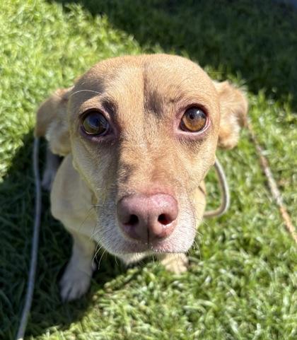 Enlarge Hopper, a Adoptable mixed breed in Phoenix, AZ image 2/3