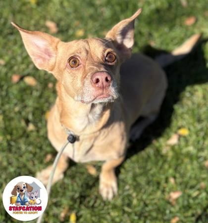 Enlarge Hopper, a Adoptable mixed breed in Phoenix, AZ image 3/3