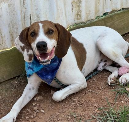 Enlarge Scout $25, a Adoptable mixed breed in Seneca, SC image 1/3
