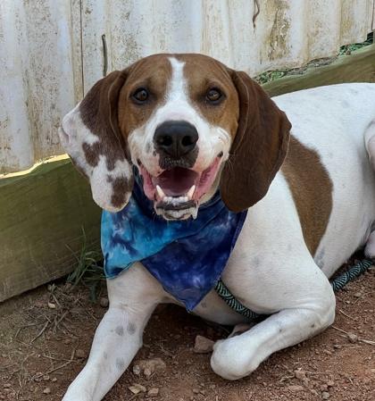 Enlarge Scout $25, a Adoptable mixed breed in Seneca, SC image 2/3