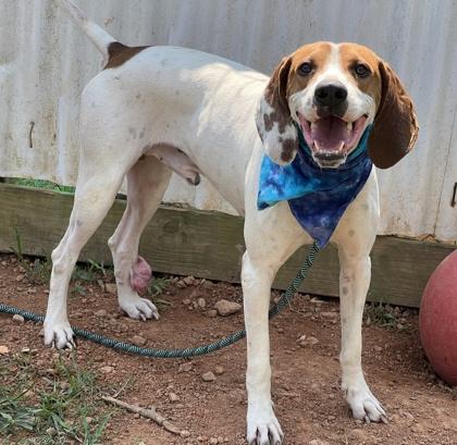 Enlarge Scout $25, a Adoptable mixed breed in Seneca, SC image 3/3