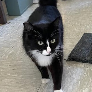 Tigra, adopted, Adult Female Domestic Long Hair.