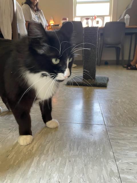 Tigra, an adopted Domestic Long Hair in Gig Harbor, WA image 3/4