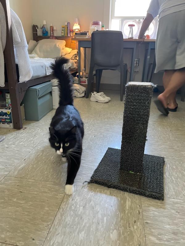 Tigra, an adopted Domestic Long Hair in Gig Harbor, WA image 2/4