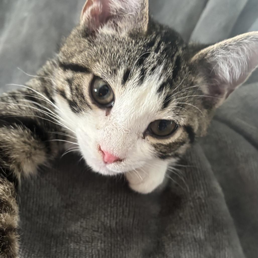 Bradley Has Felv+ Mama