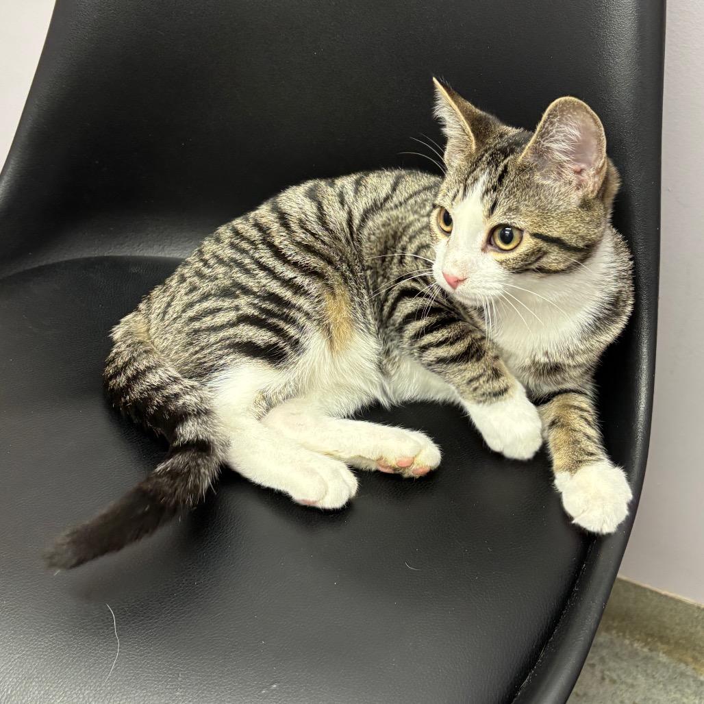 Bradley — thumbnail 3