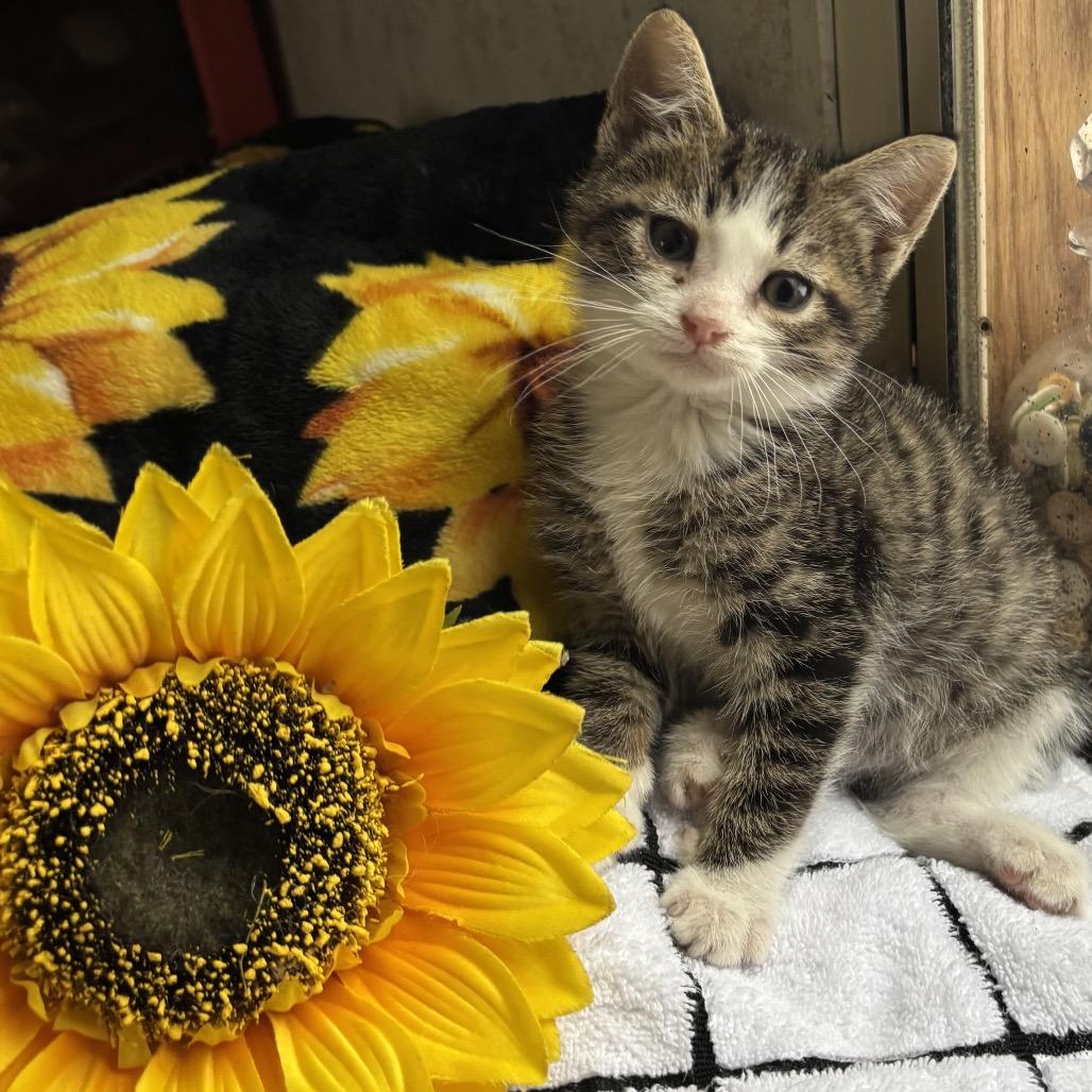 Bradley Felv+ Mama thumbnail 3