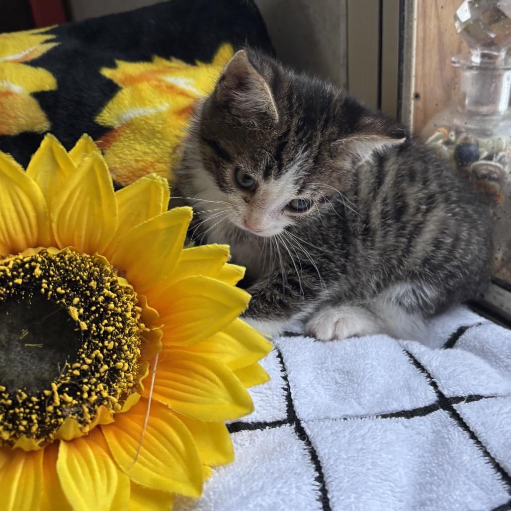 Bradley Felv+ Mama thumbnail 4