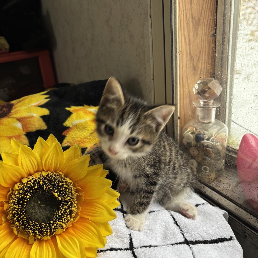 Bradley Felv+ Mama thumbnail 5