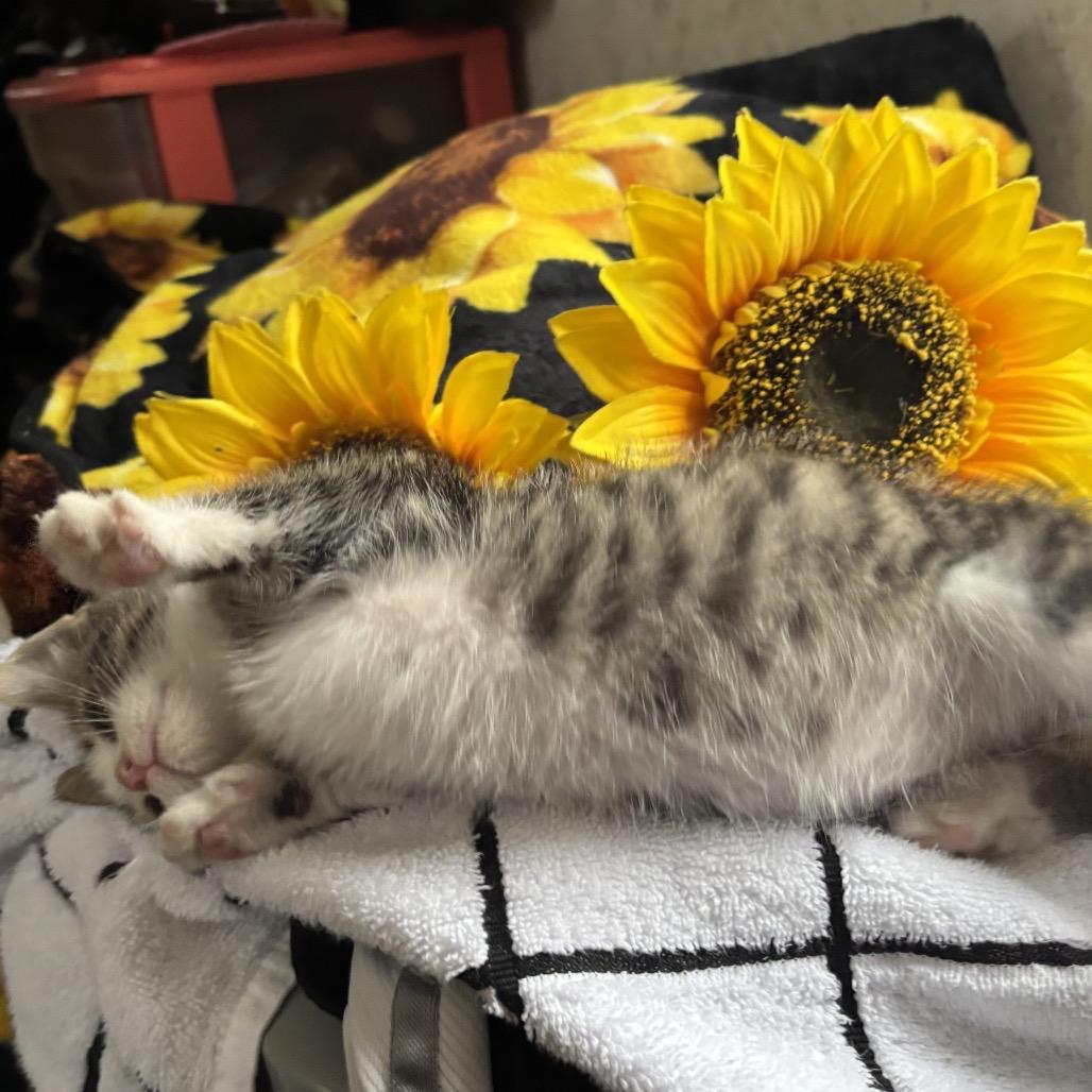 Bradley Felv+ Mama thumbnail 6