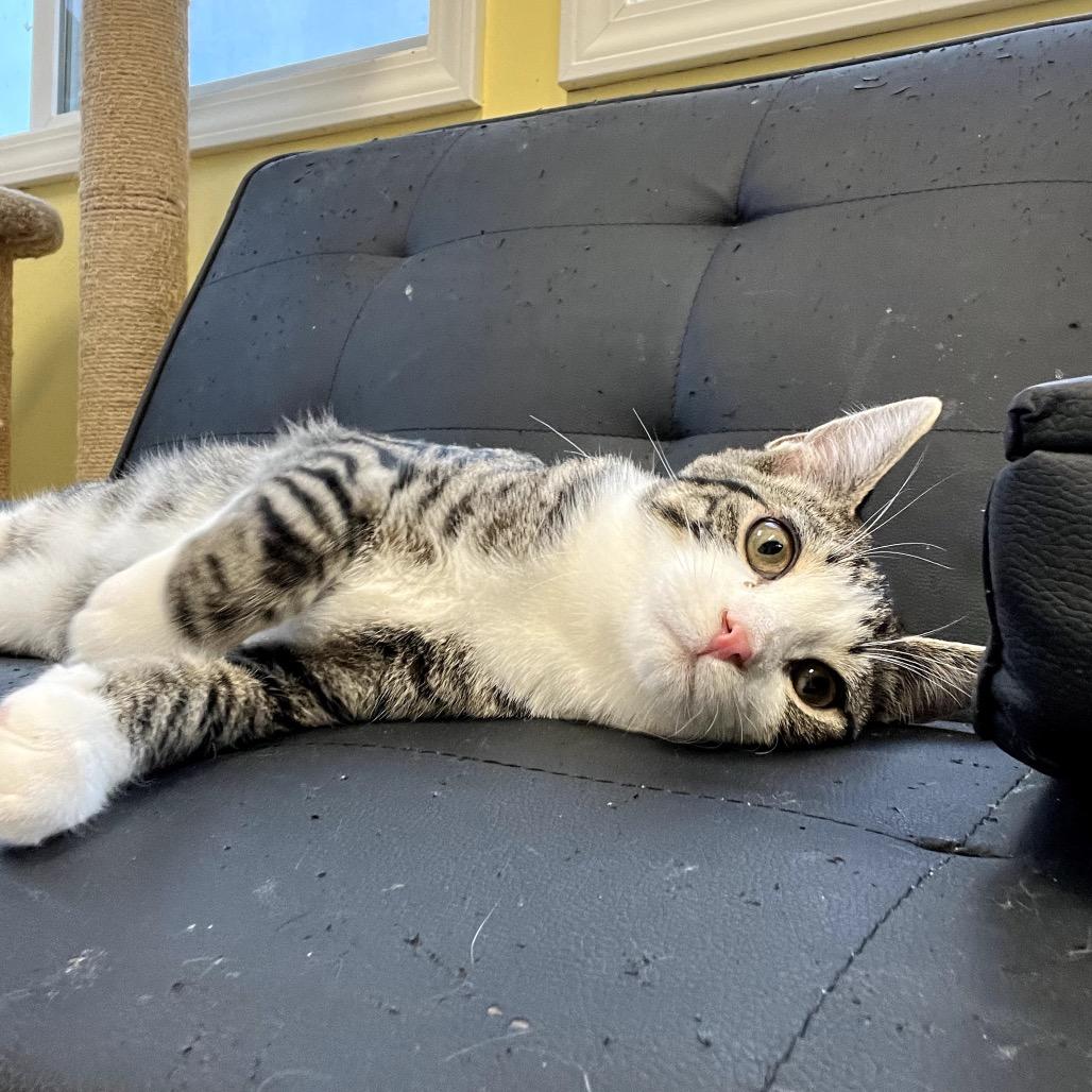 Bradley — thumbnail 6