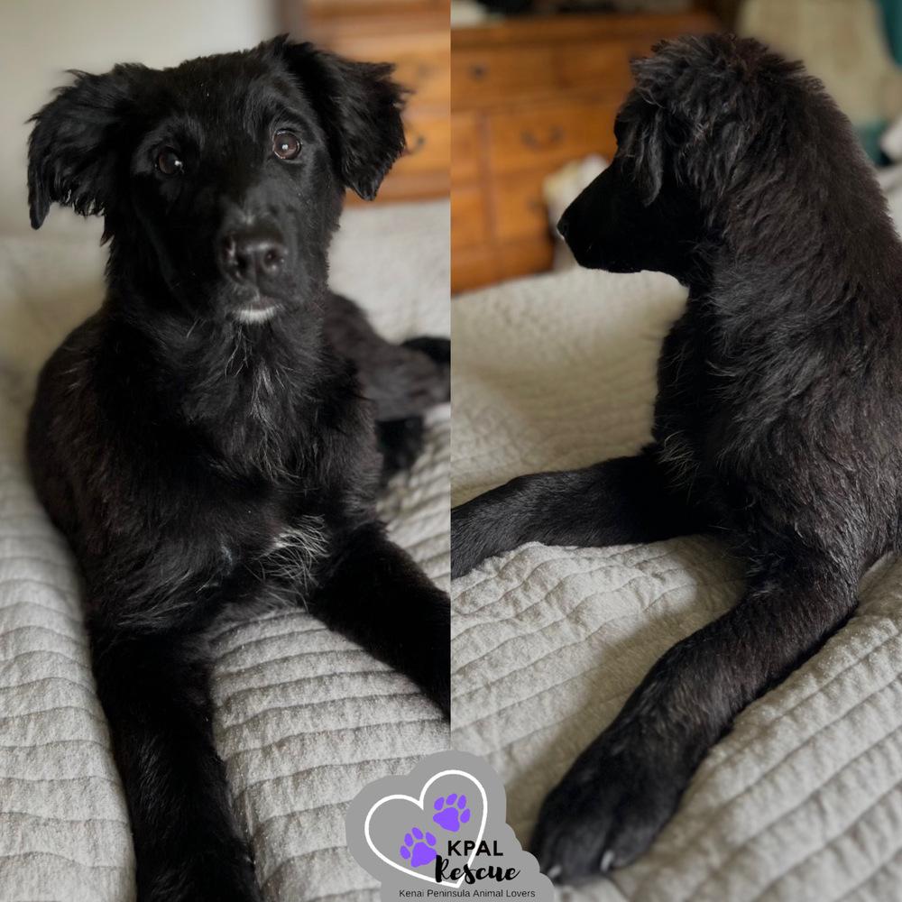 Yeehaw - Yeehaw Litter, Adoptable, Puppy Female Mixed Breed & Mixed Breed.
