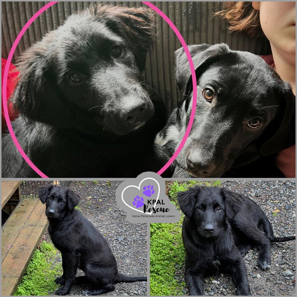 Yeehaw - Yeehaw Litter, a Adopted mixed breed in Kenai, AK image 2/2