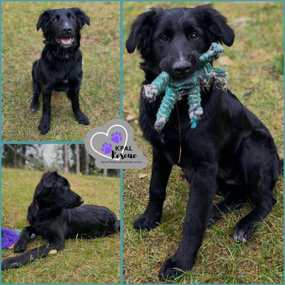 Yeehaw - Yeehaw Litter, a Adopted mixed breed in Kenai, AK image 3/3