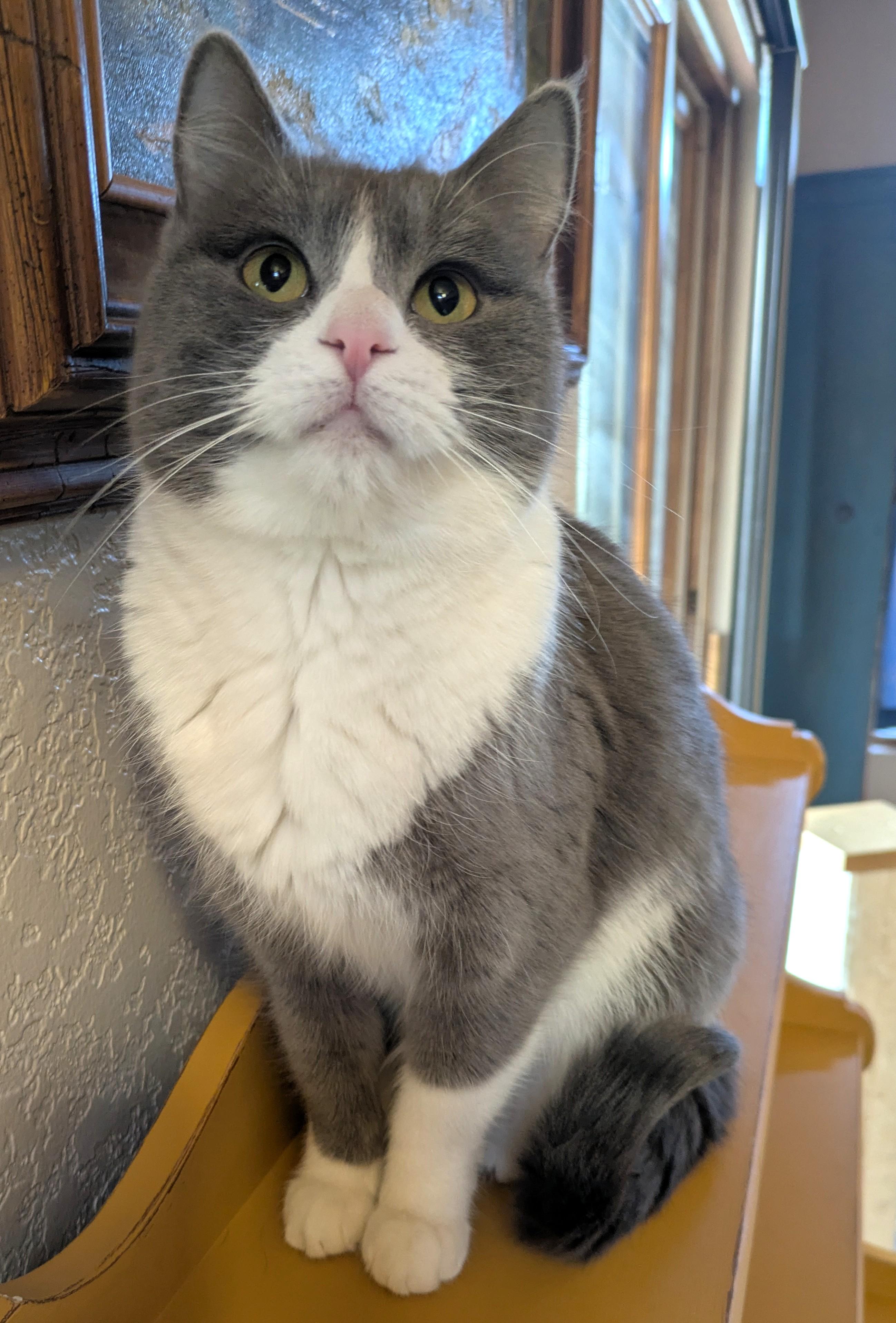 Enlarge Daisy & Dahlia , a ADOPTABLE Domestic Short Hair in Sonoita, AZ image 3/5
