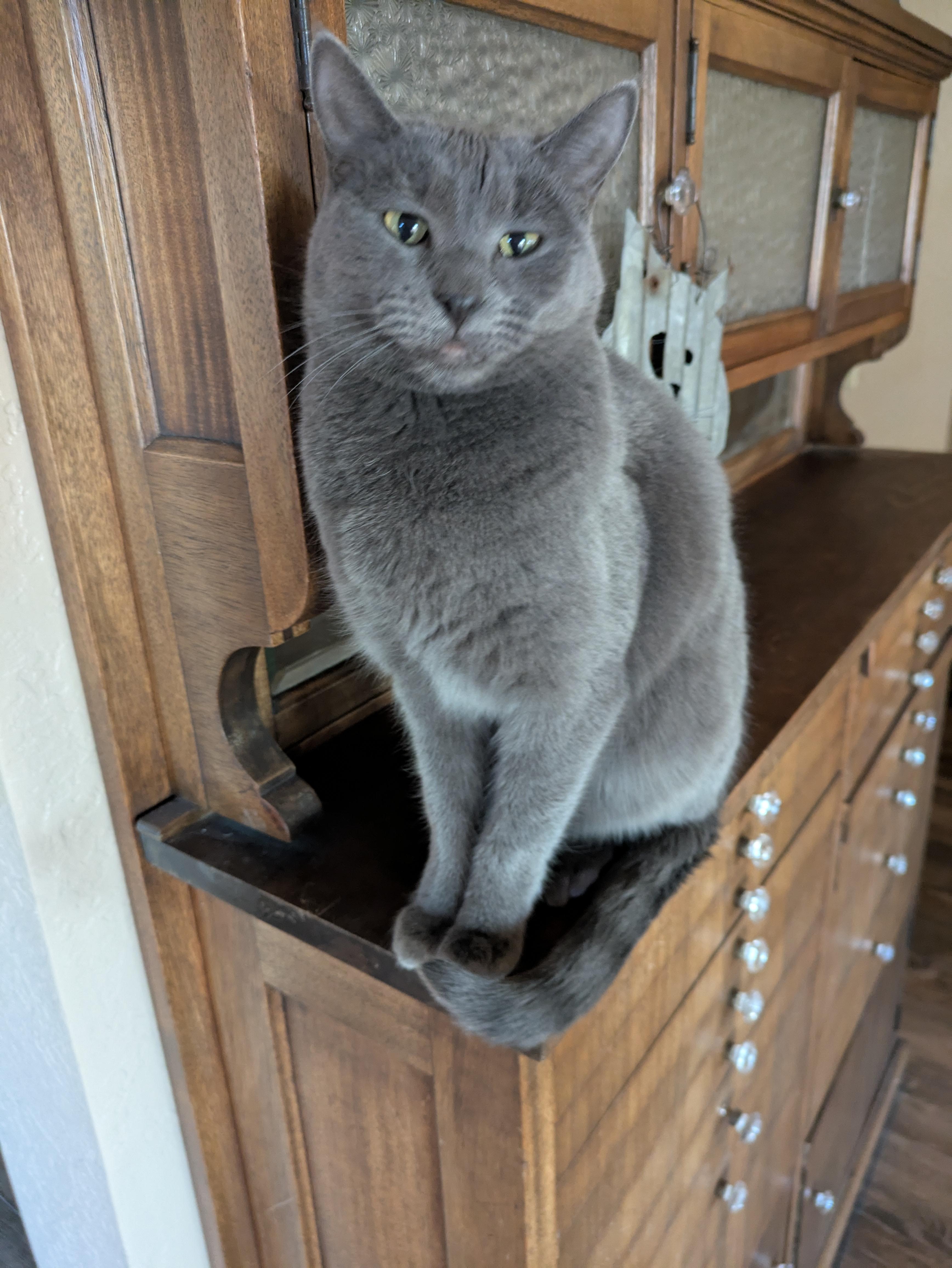 Enlarge Daisy & Dahlia , a ADOPTABLE Domestic Short Hair in Sonoita, AZ image 5/5