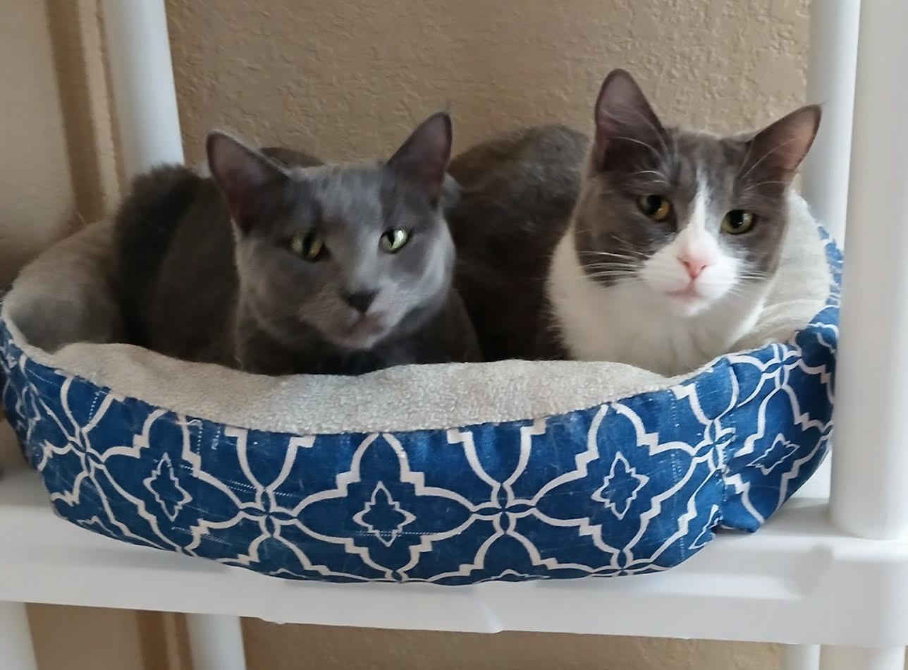 Enlarge Daisy & Dahlia , a ADOPTABLE Domestic Short Hair in Sonoita, AZ image 1/5