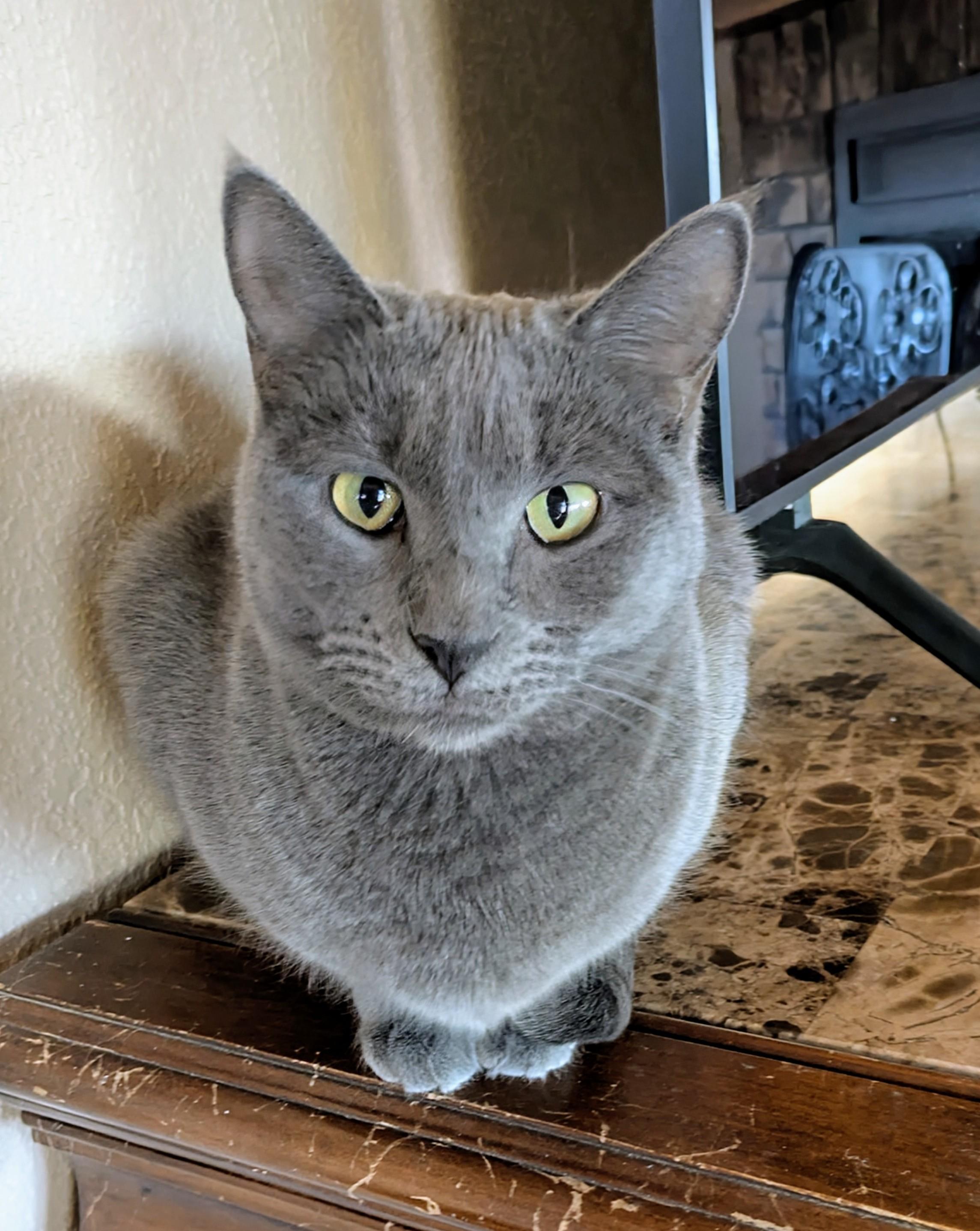 Enlarge Daisy & Dahlia , a ADOPTABLE Domestic Short Hair in Sonoita, AZ image 2/5