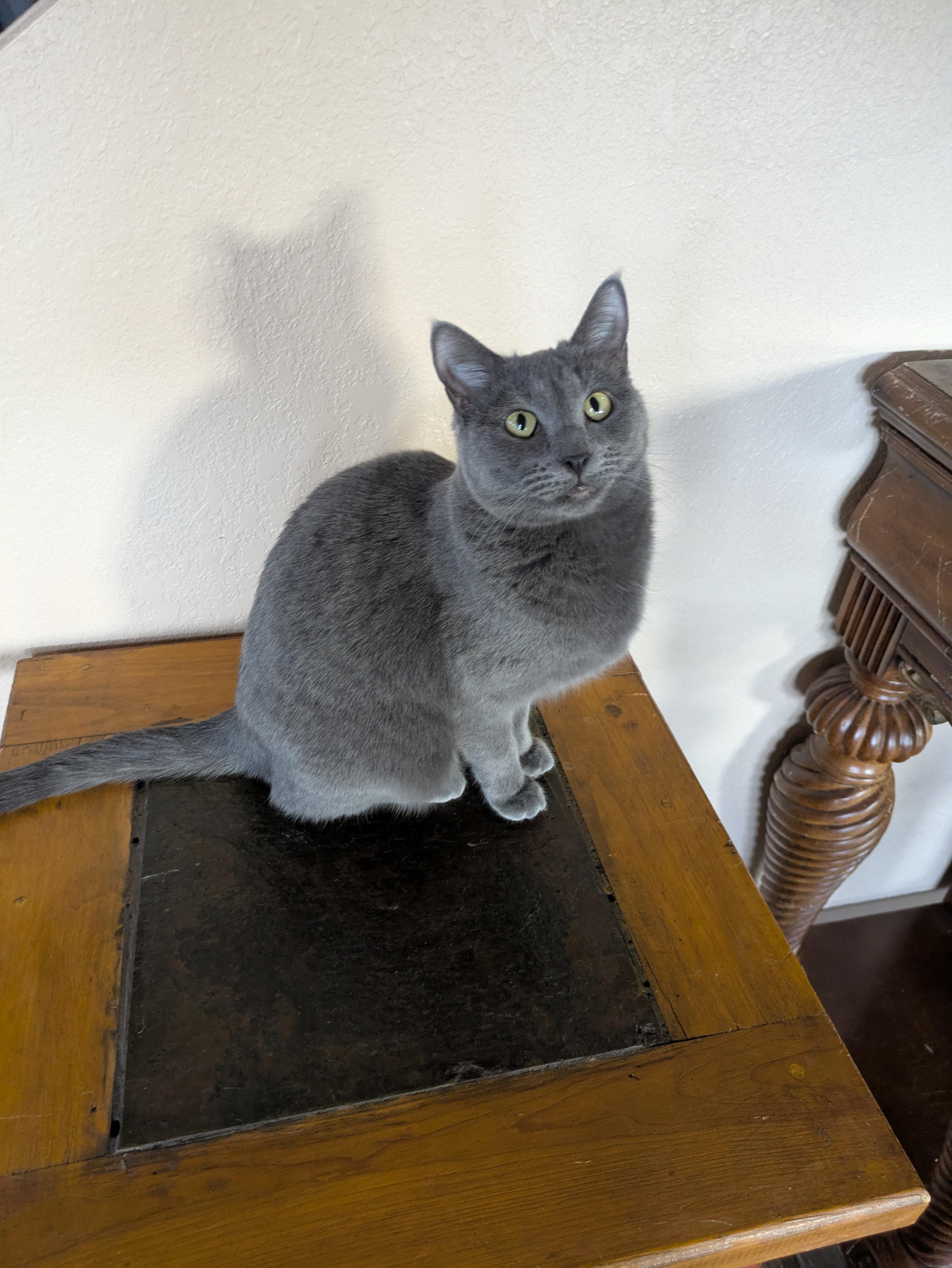Enlarge Daisy & Dahlia , a ADOPTABLE Domestic Short Hair in Sonoita, AZ image 4/5